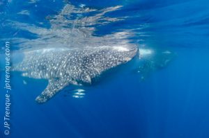 2 whale sharks off Cancùn