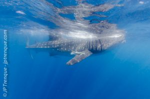 Whale shark off Cancùn