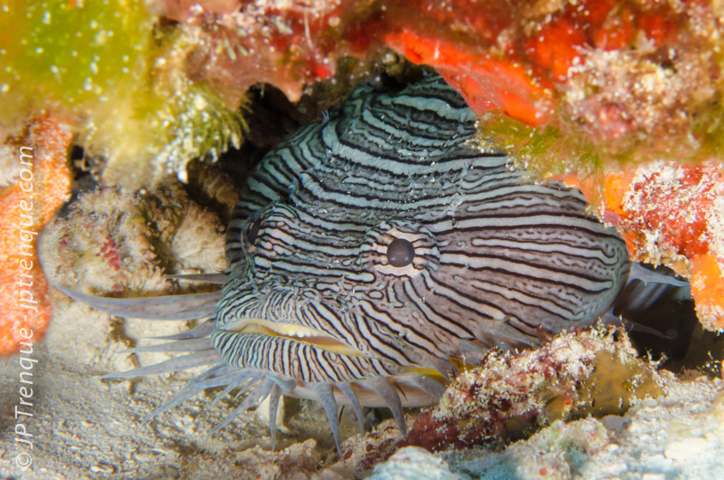 Splendid toadfish.