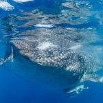 Whale shark off Cancùn Whale shark off Cancùn
