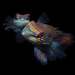 Mansarin fish, Mabul Island, Malaysia.