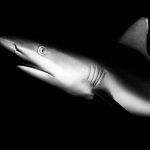 Sudan. Grey Reef shark in Sha'ab Rumi.
