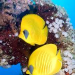 Pair of yellow masked butterflyfish with a reef and blue water background