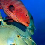 Egypt. Grouper swimming through a school of Unicorn Fish