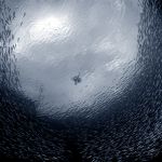 Red Sea underwater