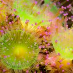 UK. Jewel anemones from the Eddystone lighthouse off plymouth. These extraordinary creatures show vibrant colours.