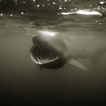 England. Basking shark feeding on plancton just beneath the surface off Penzance, Cornwall.
