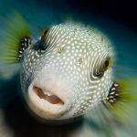 Egypt. Pufferfish in the Ras Mohammed national park