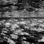 Malaysia. Jacks underneath the surface in Sipadan.