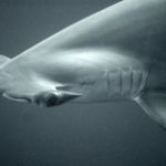 Malaysia. Hammerhead shark at the Gorgonaian Forest, Layang Layang (Spratly Islands)