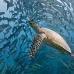 Turtle in the middle of a school of barracuda. Sipadan, Malaysia.