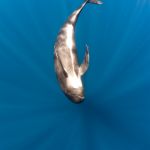 Long-finned Pilot whale, Gibraltar