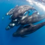 Pod of pilot whales in the Straits of Gibraltar.